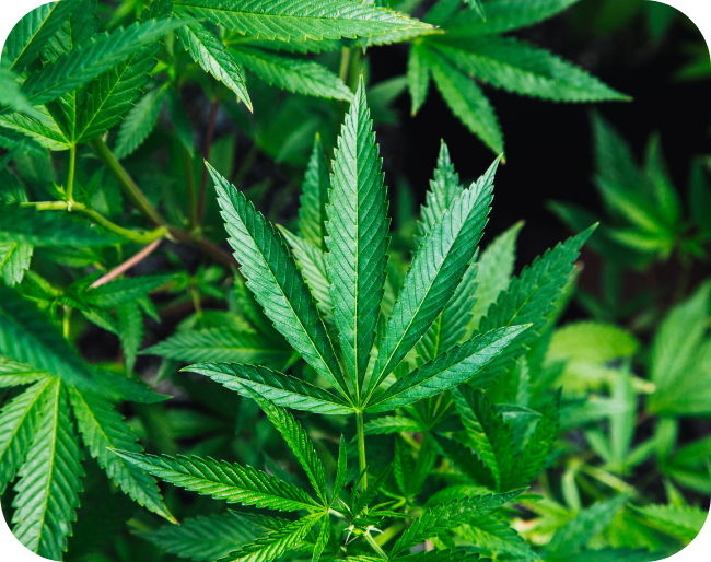 VAPS CONCEPT CBD Angers H2 Bloc1 VAPS CONCEPT CBD Angers H2 Bloc1